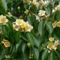 Suberb Schima Schima superba 20 Seeds