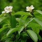 Suberb Schima Schima superba 20 Seeds