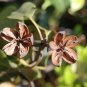 Suberb Schima Schima superba 20 Seeds