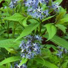 Eastern Bluestar 20 Seeds Amsonia tabernaemontana