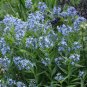 Eastern Bluestar 20 Seeds Amsonia tabernaemontana