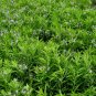 Eastern Bluestar 20 Seeds Amsonia tabernaemontana