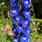Blue Bird Delphiniium 20 Seeds Larkspur Delphinium cultorum Blue Bird Delphiniium 20 Seeds Larkspur Delphinium cultorum