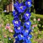 Blue Bird Delphiniium 20 Seeds Larkspur Delphinium cultorum