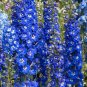 Blue Bird Delphiniium 20 Seeds Larkspur Delphinium cultorum