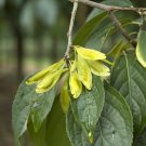 Hardy Rubber Tree  20 Seeds  Eucommia ulmoides