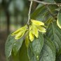Hardy Rubber Tree 20 Seeds Eucommia ulmoides