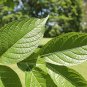 Hardy Rubber Tree 20 Seeds Eucommia ulmoides