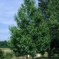 Hardy Rubber Tree 20 Seeds Eucommia ulmoides