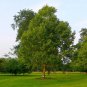 Hardy Rubber Tree 20 Seeds Eucommia ulmoides