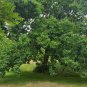 Hardy Rubber Tree 20 Seeds Eucommia ulmoides