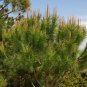 Italian Stone Pine Pinus pinea 10 Seeds