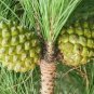 Italian Stone Pine Pinus pinea 10 Seeds