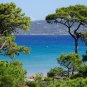 Italian Stone Pine Pinus pinea 10 Seeds