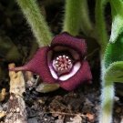 Wild Ginger  20 Seeds  Asarum canadense