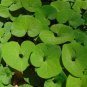 Wild Ginger 20 Seeds Asarum canadense