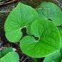 Wild Ginger 20 Seeds Asarum canadense