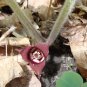 Wild Ginger 20 Seeds Asarum canadense