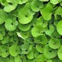 Wild Ginger 20 Seeds Asarum canadense