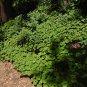 Wild Ginger 20 Seeds Asarum canadense