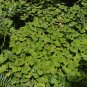 Wild Ginger 20 Seeds Asarum canadense