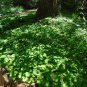 Wild Ginger 20 Seeds Asarum canadense