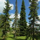 Balsam Fir Abies balsamea 100 Seeds