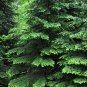 Balsam Fir Abies balsamea 100 Seeds