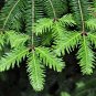 Balsam Fir Abies balsamea 100 Seeds
