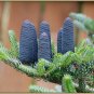 Balsam Fir Abies balsamea 100 Seeds