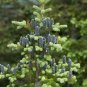 Balsam Fir Abies balsamea 100 Seeds