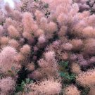 Smoke Tree Cotinus coggygria 100 Seeds Smoke Tree Cotinus coggygria 100 Seeds