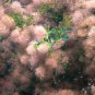 Smoke Tree Cotinus coggygria 100 Seeds