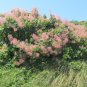 Smoke Tree Cotinus coggygria 100 Seeds