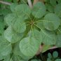 Smoke Tree Cotinus coggygria 100 Seeds