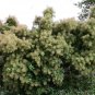 Smoke Tree Cotinus coggygria 100 Seeds