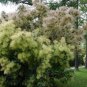 Smoke Tree Cotinus coggygria 100 Seeds