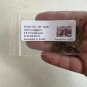 Smoke Tree Cotinus coggygria 100 Seeds
