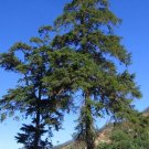 Himalayan Cypress Cupressus torulosa 100 Seeds