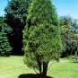 Himalayan Cypress Cupressus torulosa 100 Seeds