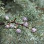 Himalayan Cypress Cupressus torulosa 100 Seeds