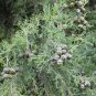 Himalayan Cypress Cupressus torulosa 100 Seeds