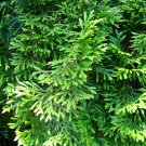 Northern White Cedar Thuja occidentalis 100 Seeds Northern White Cedar Thuja occidentalis 100 Seeds