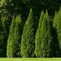 Northern White Cedar Thuja occidentalis 100 Seeds