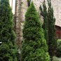 Northern White Cedar Thuja occidentalis 100 Seeds