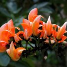 Flame of the Forest 10 Seeds Butea monosperma Flame of the Forest 10 Seeds Butea monosperma