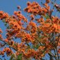 Flame of the Forest 10 Seeds Butea monosperma