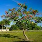 Flame of the Forest 10 Seeds Butea monosperma