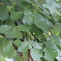 Flame of the Forest 10 Seeds Butea monosperma