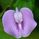 Tropical Butterfly Pea Centrosema pubescens 20 Seeds